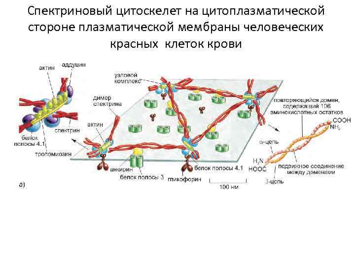 Спектриновый цитоскелет на цитоплазматической стороне плазматической мембраны человеческих красных клеток крови 