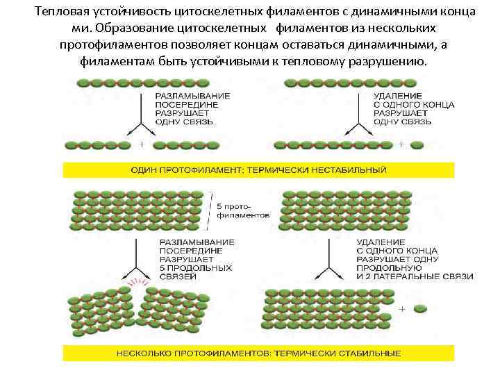  Тепловая устойчивость цитоскелетных филаментов с динамичными конца ми. Образование цитоскелетных филаментов из нескольких