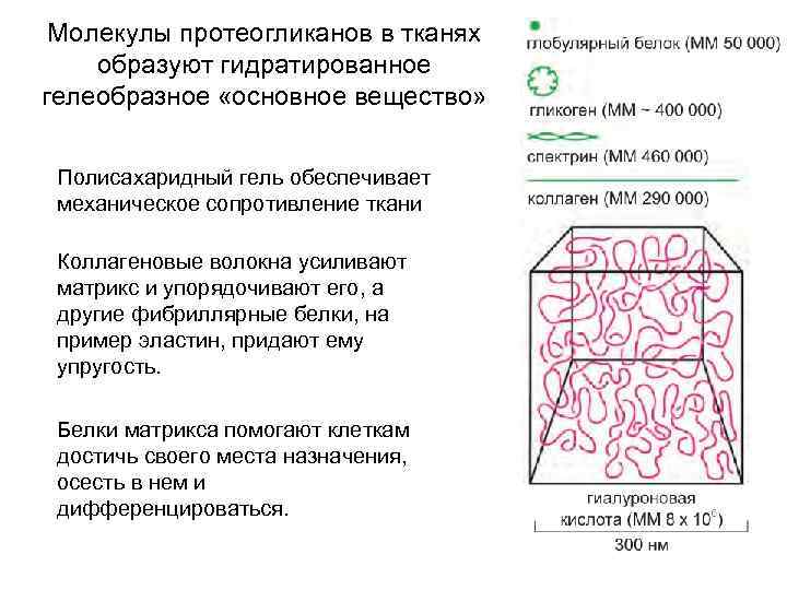 Внеклеточный матрикс