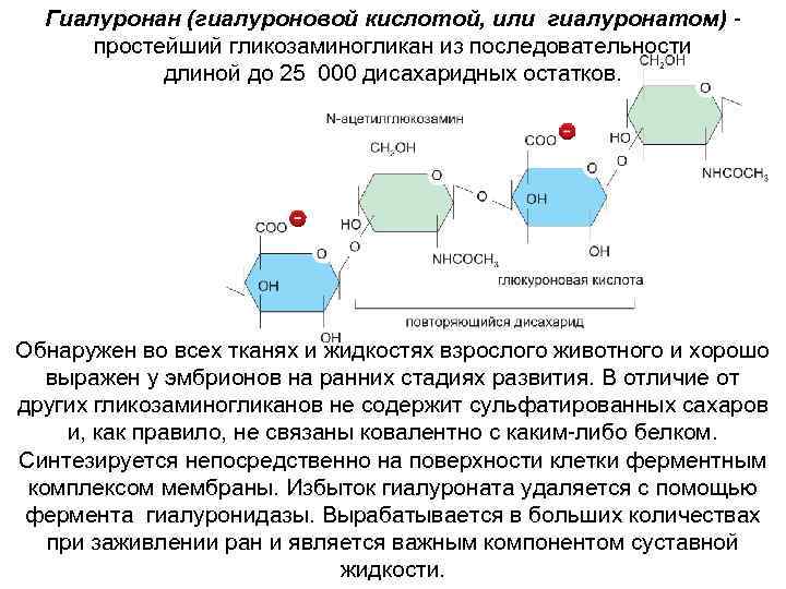 Схема синтеза гликозаминогликанов