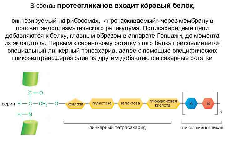 В состав протеогликанов входит кóровый белок, синтезируемый на рибосомах, «протаскиваемый» через мембрану в просвет