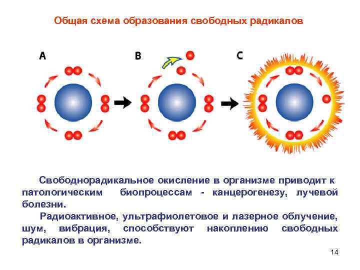 Общая схема образования свободных радикалов Свободнорадикальное окисление в организме приводит к патологическим биопроцессам -