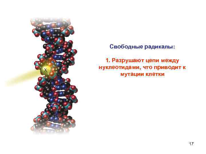 Кислородный стресс Свободные радикалы: 1. Разрушают цепи между нуклеотидами, что приводит к мутации клетки