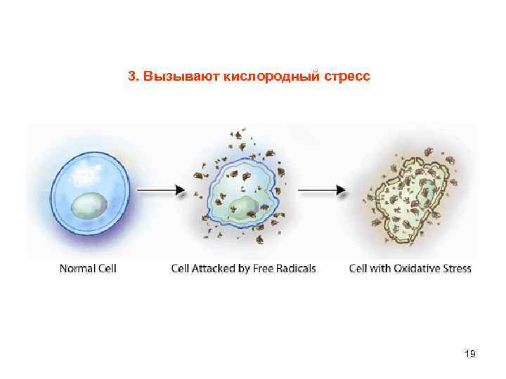 3. Вызывают кислородный стресс 19 