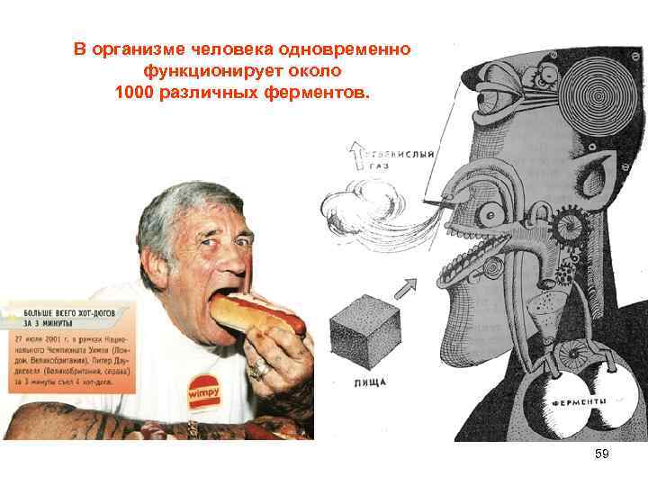 В организме человека одновременно функционирует около 1000 различных ферментов. 59 