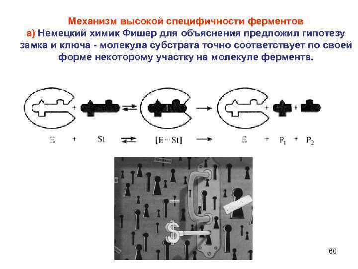 Механизм высокой специфичности ферментов а) Немецкий химик Фишер для объяснения предложил гипотезу замка и