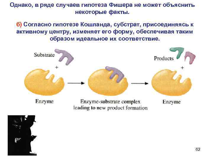Однако, в ряде случаев гипотеза Фишера не может объяснить некоторые факты. б) Согласно гипотезе