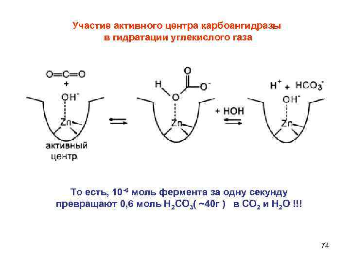 Участие активного центра карбоангидразы в гидратации углекислого газа То есть, 10 -6 моль фермента