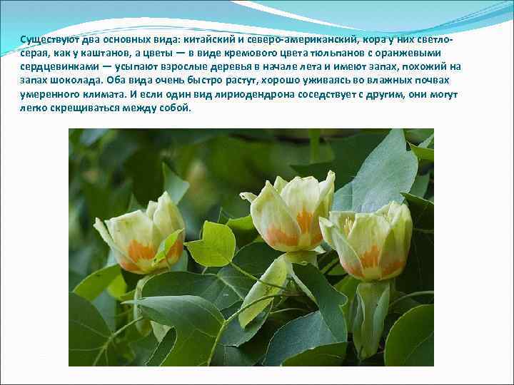 Существуют два основных вида: китайский и северо-американский, кора у них светлосерая, как у каштанов,