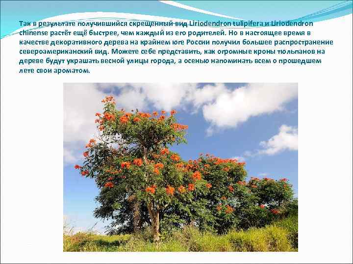 Так в результате получившийся скрещенный вид Liriodendron tulipifera и Liriodendron chinense растёт ещё быстрее,