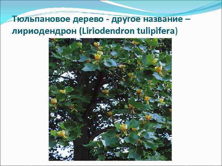 Тюльпановое дерево - другое название – лириодендрон (Liriodendron tulipifera) 