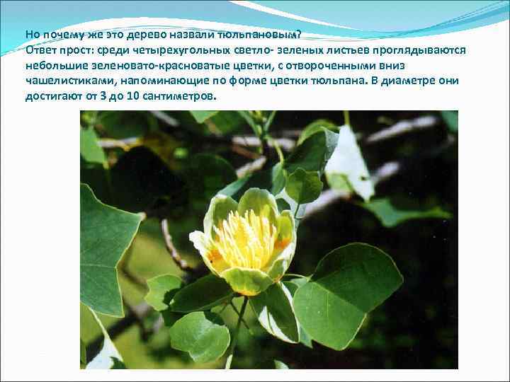 Но почему же это дерево назвали тюльпановым? Ответ прост: среди четырехугольных светло- зеленых листьев