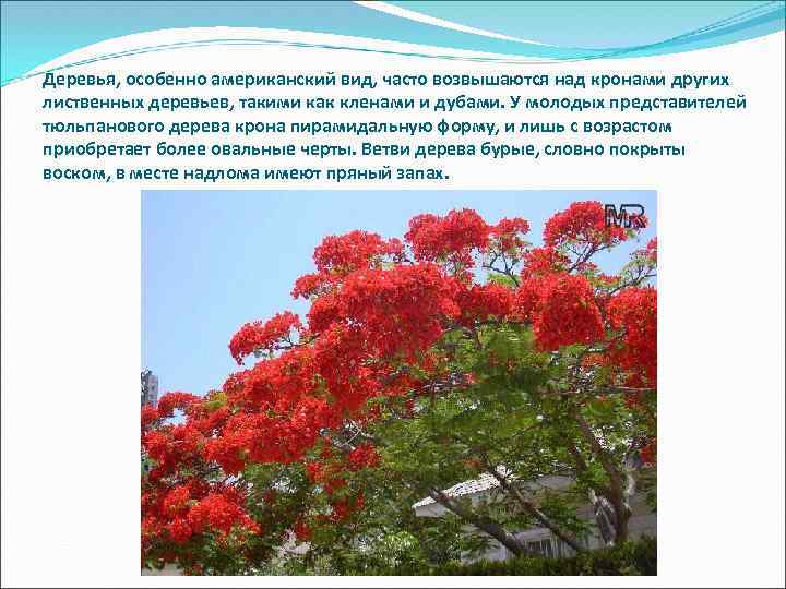 Деревья, особенно американский вид, часто возвышаются над кронами других лиственных деревьев, такими как кленами