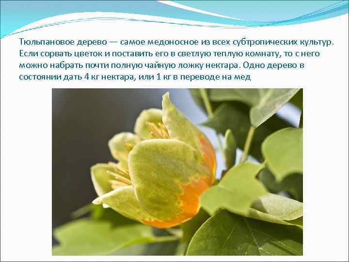 Тюльпановое дерево — самое медоносное из всех субтропических культур. Если сорвать цветок и поставить