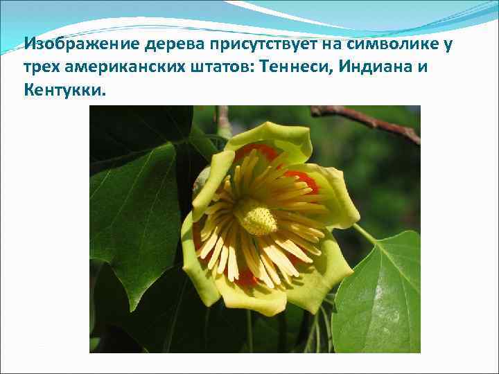Изображение дерева присутствует на символике у трех американских штатов: Теннеси, Индиана и Кентукки. 