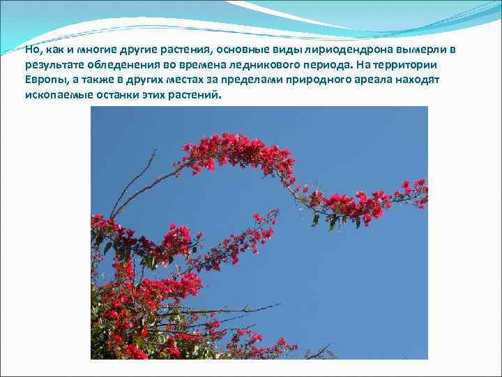 Но, как и многие другие растения, основные виды лириодендрона вымерли в результате обледенения во