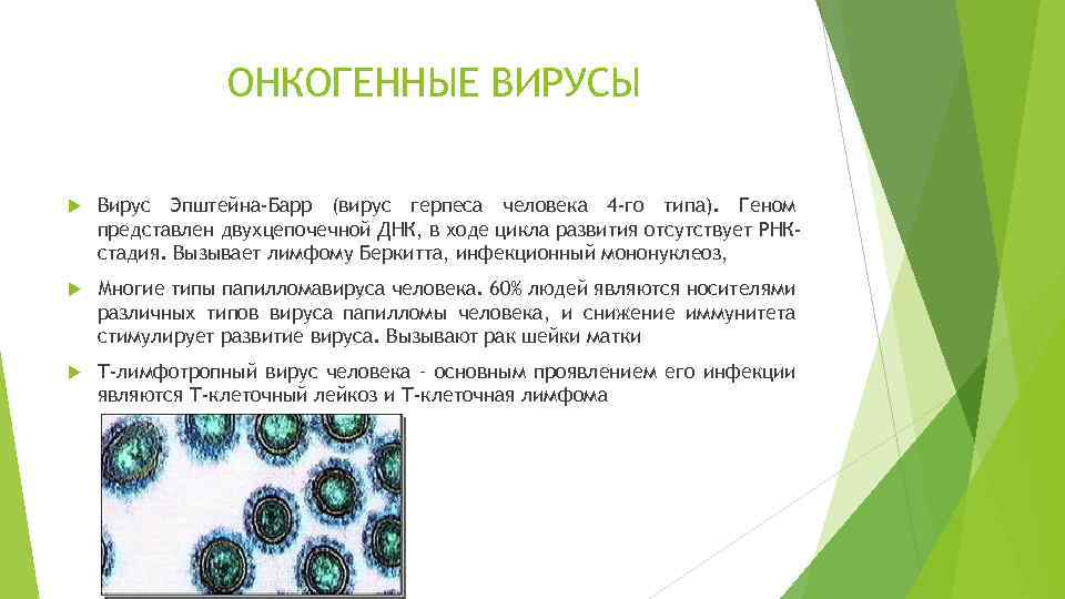 ОНКОГЕННЫЕ ВИРУСЫ Вирус Эпштейна-Барр (вирус герпеса человека 4 -го типа). Геном представлен двухцепочечной ДНК,