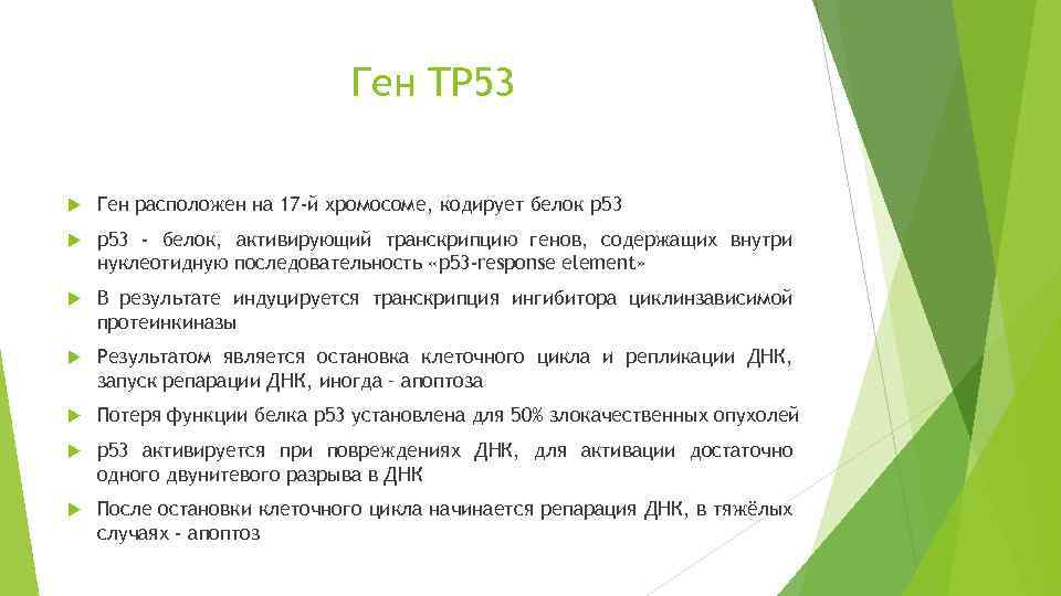 Ген TP 53 Ген расположен на 17 -й хромосоме, кодирует белок p 53 -