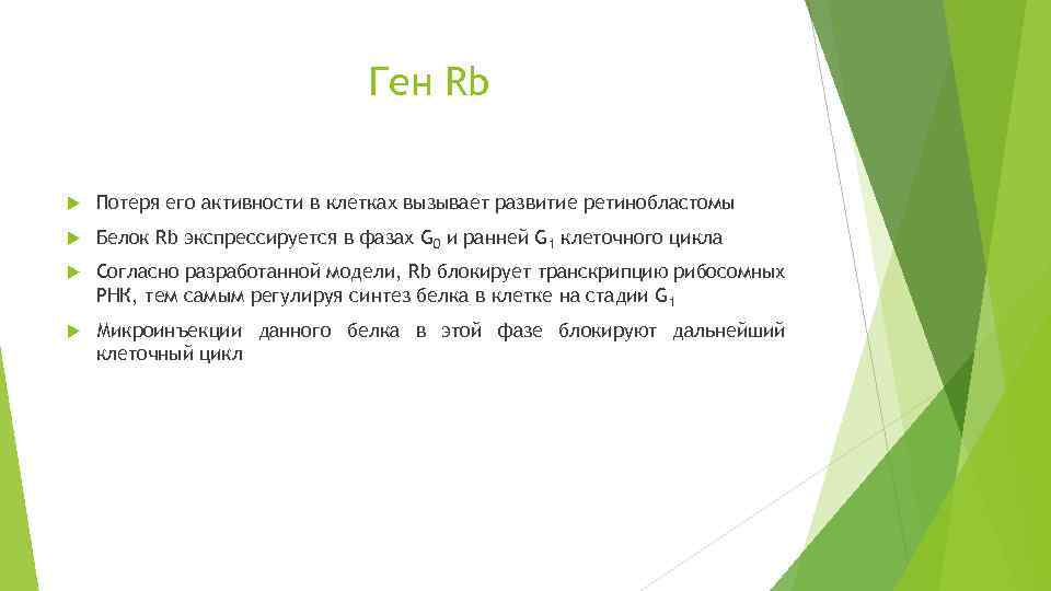 Ген Rb Потеря его активности в клетках вызывает развитие ретинобластомы Белок Rb экспрессируется в