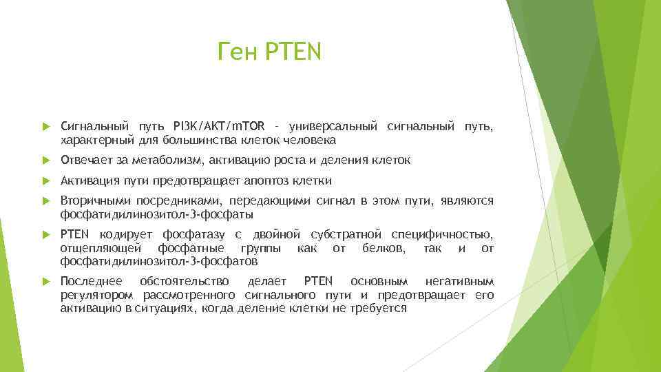 Ген PTEN Сигнальный путь PI 3 K/AKT/m. TOR – универсальный сигнальный путь, характерный для