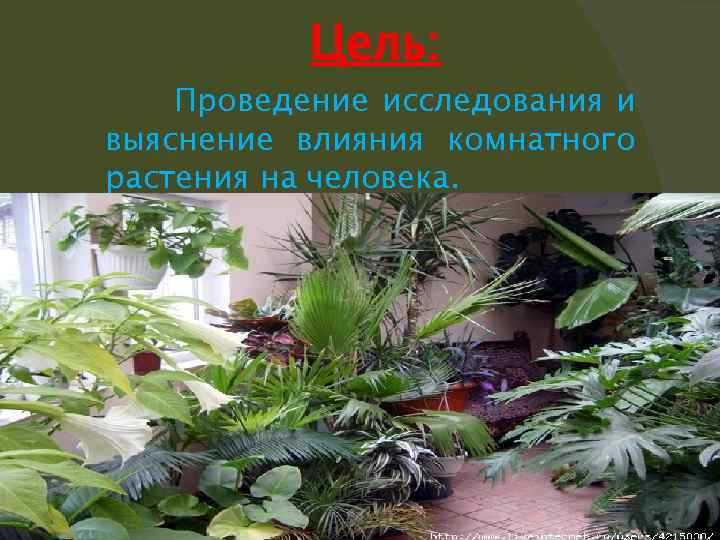 Цель: Проведение исследования и выяснение влияния комнатного растения на человека. 