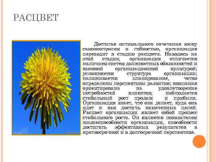 РАСЦВЕТ Достигая оптимального сочетания межу самоконтролем и гибкостью, организация переходит в стадию расцвета. Находясь