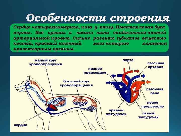 Сердце четырехкамерное, как у птиц. Имеется левая дуга и аорты. Все органы и ткани