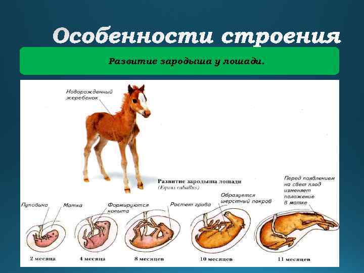 Развитие зародыша у лошади. 
