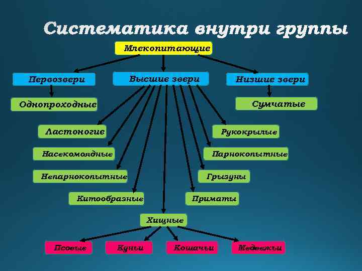 Млекопитающие Высшие звери Первозвери Низшие звери Сумчатые Однопроходные Ластоногие Рукокрылые Насекомоядные Парнокопытные Непарнокопытные Грызуны