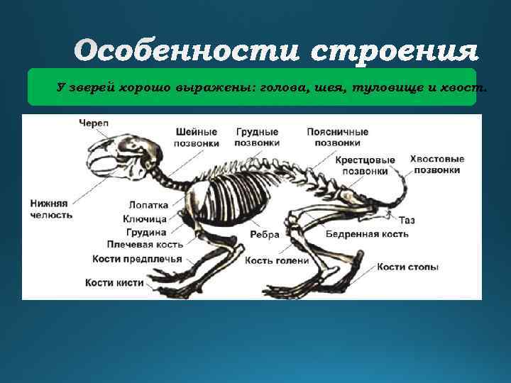 У зверей хорошо выражены: голова, шея, туловище и хвост. 