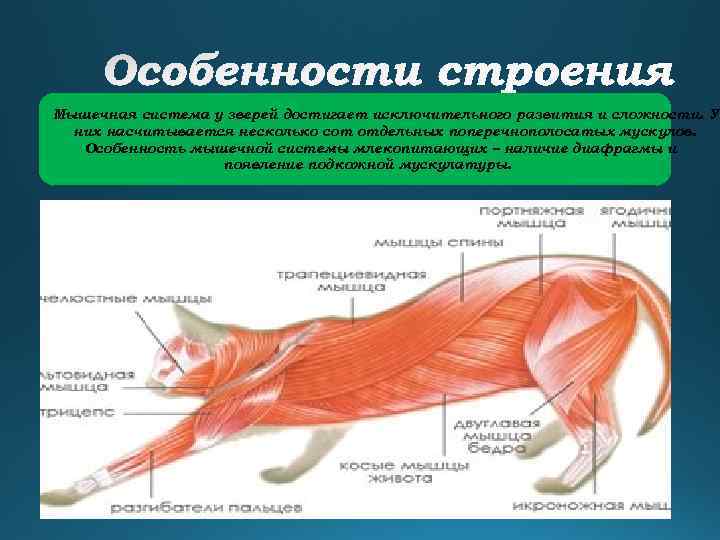 Мышечная система у зверей достигает исключительного развития и сложности. У них насчитывается несколько сот