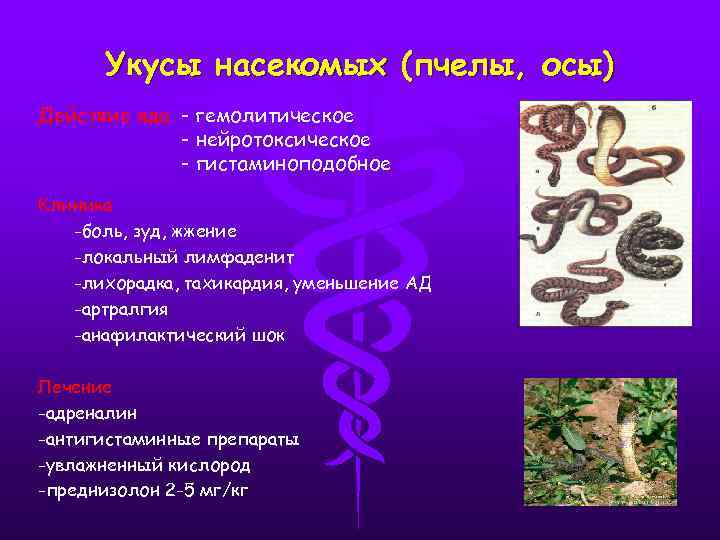 Укусы насекомых (пчелы, осы) Действие яда - гемолитическое - нейротоксическое - гистаминоподобное Клиника -боль,