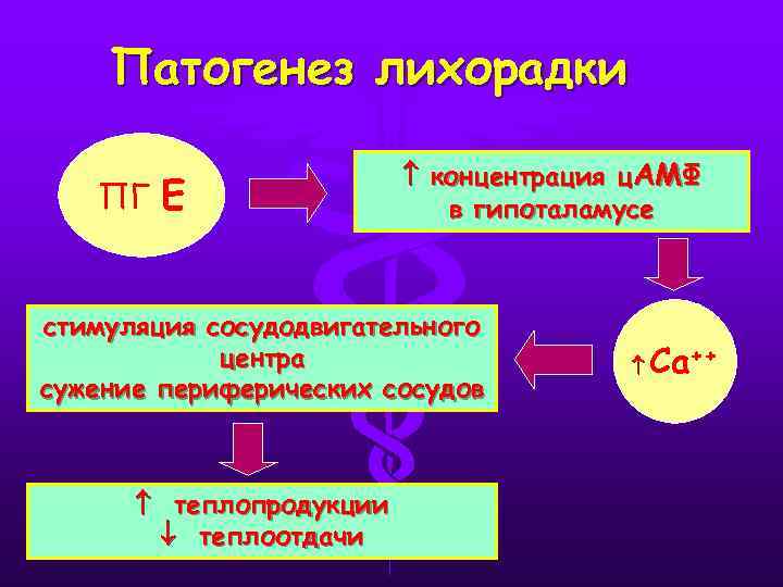 Патогенез лихорадки ПГ Е концентрация ц. АМФ в гипоталамусе стимуляция сосудодвигательного центра сужение периферических