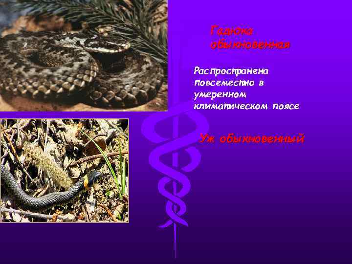 Гадюка обыкновенная Распространена повсеместно в умеренном климатическом поясе Уж обыкновенный 