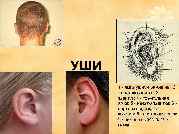 1 - ямка ушной раковины; 2 - противозавиток; 3 завиток; 4 - треугольная ямка;