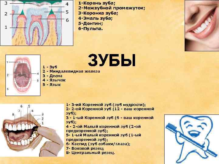 1 -Корень зуба; 2 -Межзубной промежуток; 3 -Коронка зуба; 4 -Эмаль зуба; 5 -Дентин;