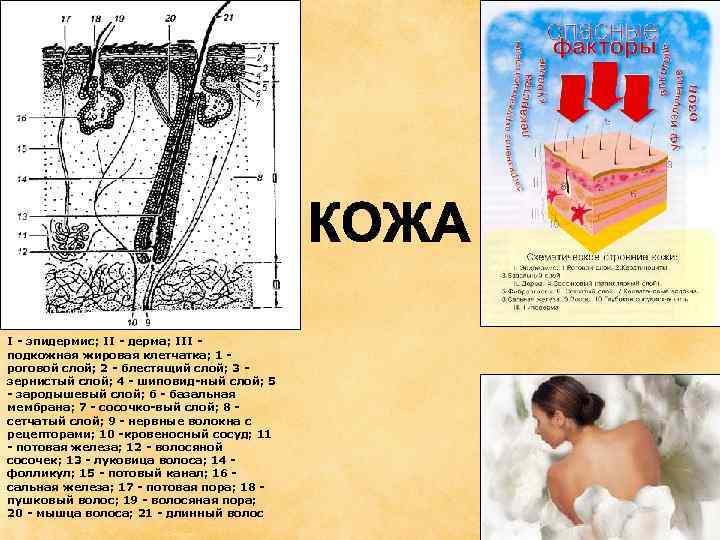I - эпидермис; II - дерма; III - подкожная жировая клетчатка; 1 - роговой