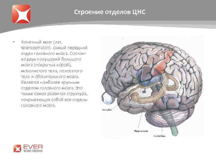 Строение отделов ЦНС • Конечный мозг (лат. telencephalon)- самый передний отдел головного мозга. Состоит