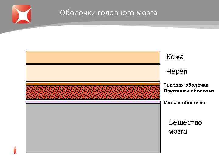 Оболочки головного мозга Кожа Череп Твердая оболочка Паутинная оболочка Мягкая оболочка Вещество мозга 