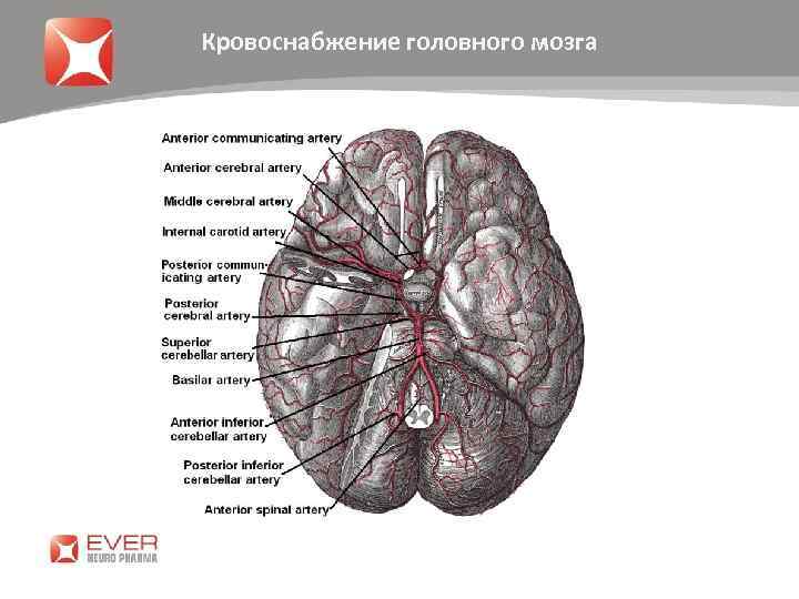 Кровоснабжение головного мозга 