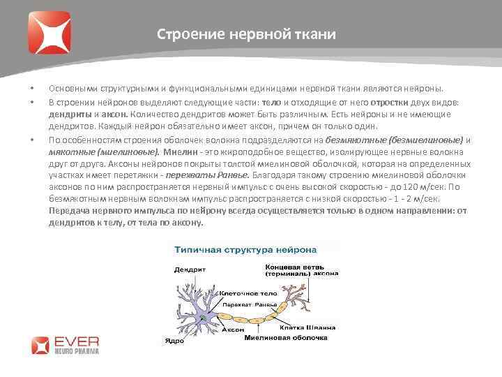 Строение нервной ткани • • • Основными структурными и функциональными единицами нервной ткани являются