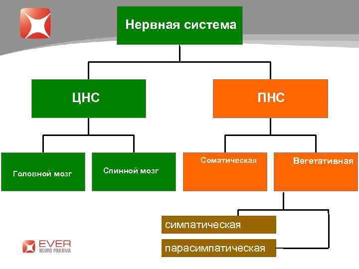 Нервная система ЦНС ПНС Соматическая Головной мозг Спинной мозг симпатическая парасимпатическая Вегетативная 