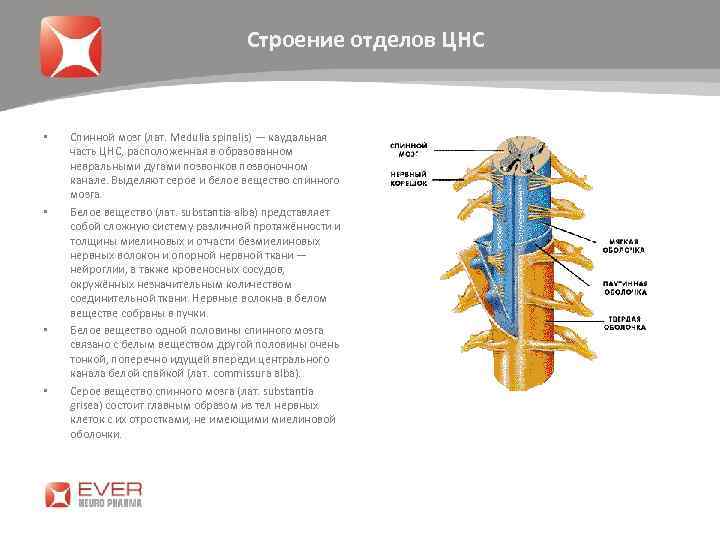 Строение отделов ЦНС • • Спинной мозг (лат. Medulla spinalis) — каудальная часть ЦНС,