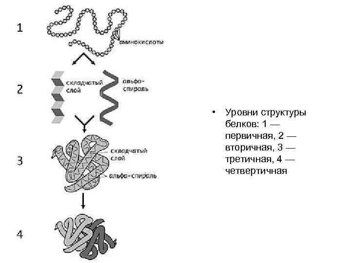 Отметь рисунок на котором представлена четвертичная структура белка