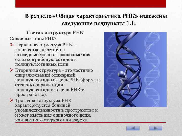 В разделе «Общая характеристика РНК» изложены следующие подпункты 1. 1: Состав и структура РНК