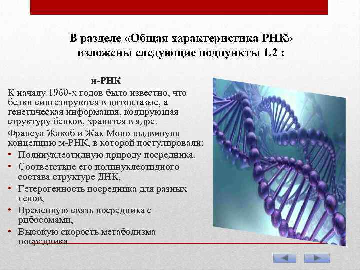 В разделе «Общая характеристика РНК» изложены следующие подпункты 1. 2 : и-РНК К началу