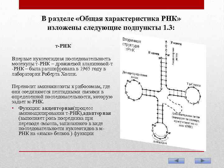 В разделе «Общая характеристика РНК» изложены следующие подпункты 1. 3: т-РНК Впервые нуклеотидная последовательность