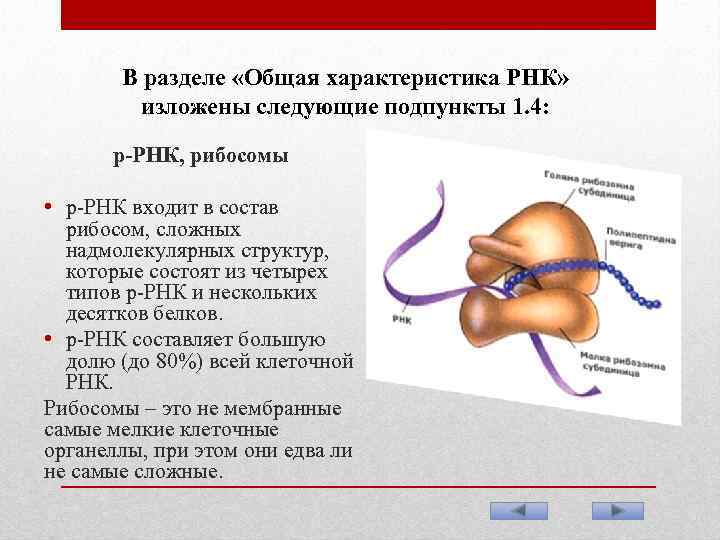 В разделе «Общая характеристика РНК» изложены следующие подпункты 1. 4: р-РНК, рибосомы • р-РНК