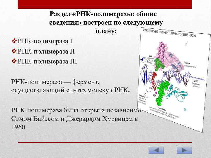 Раздел «РНК-полимеразы: общие сведения» построен по следующему плану: РНК-полимераза III РНК-полимераза — фермент, осуществляющий