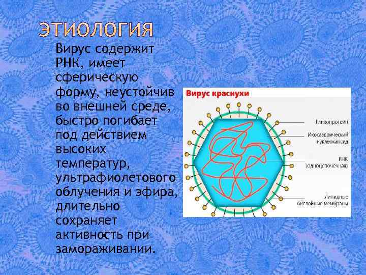 Вирус содержит РНК, имеет сферическую форму, неустойчив во внешней среде, быстро погибает под действием